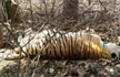 12-Year-old tiger killed, eaten by another at Kanha Tiger Reserve